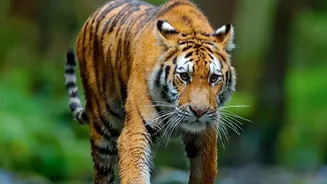 Budget Rail Passes Give Backpackers A Direct Route To Central India’s Tiger Forests