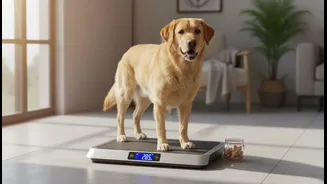A Dog Can Practise Stepping Onto a Scale Before the Visit