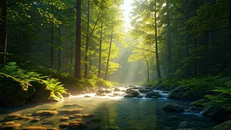 Forests, Rivers And Cool Air Are Winning