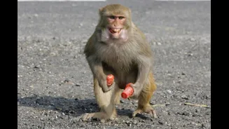 IndiGo Flight Aborted Takeoff At Lucknow Airport Due To A Monkey. Yes, You Read That Right