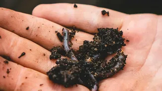 Kitchen Waste Projects Should Solve a Real Garden Need