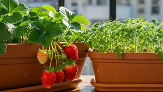 Fruit Growing Makes Balconies Feel More Productive