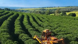 Tier 2 city remote workers head to Coorg coffee estates for green staycations