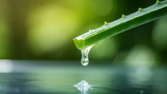 Unlock Nature's Healing: How Aloe Vera Gel Soothes Minor Cuts Naturally