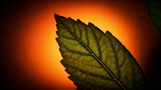 Heat Wave Peril: A Delhi Man's Collapse and Crucial Precautions for India