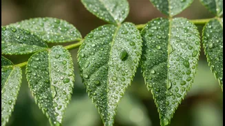 How To Mitigate Humid-Weather Aphid Infestations Using Balanced Low-Concentration Neem Formulations