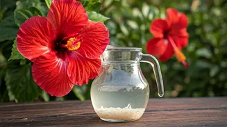 Supercharge Hibiscus Flowers Naturally Using Homemade Diluted Rice Rinse Water