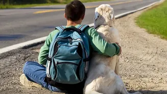 Why Emergency Plans Matter When Travelling With an Animal