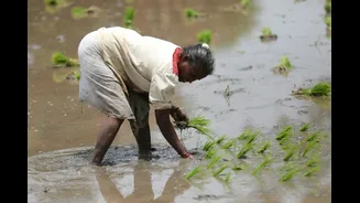 Understanding Crop Losses Due to Deficient Monsoon in India