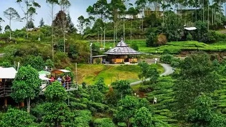 How To Plan An Affordable Solo Trip To Sri Lanka Tea Country Regions