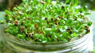 Why you must add alfalfa sprouts to your diet