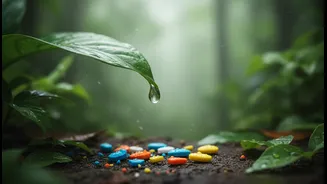 Why High Ambient Humidity Blunts Sweat Evaporation Demanding Critical Ionic Drink Supplements