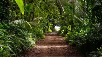 South Andaman's Rainforest Birding Trail Shows Why Checking Guide Quality Matters