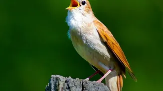 The New Birdsong Study Connects Acoustic Form With Living Environment
