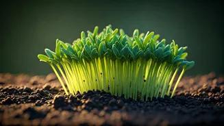 Unlock a Healthier You: The Mighty Sesame Sprout Superfood Revealed!