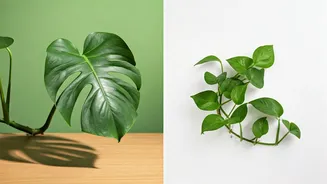 Understanding Safe Indoor Plants Becomes Must Know For Households