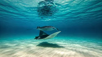 Dream Maldives Vlogs Inspire Couples To Glide With Rays