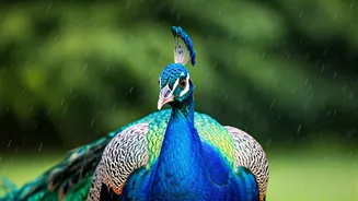 Birdwatching Peaks During Monsoon Months