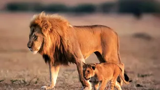 The Widely Reported Figure of 17 Dates to 2025: Barda Lions