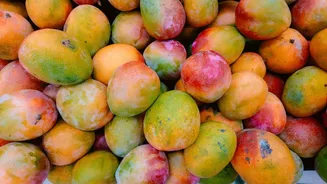 What went wrong? Why Japan has banned Indian mangoes AGAIN after 20 years