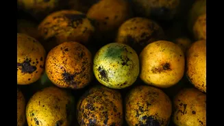 Indian Farmers Struggle with Rising Temperatures Impacting Mango Crops