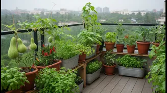 A Clearer Look at Monsoon Balcony Micro-Gardens and its Impact on Greens, Gourds, Chillies and Herbs