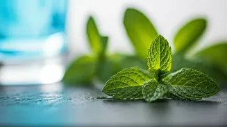 Beat the Summer Heat Naturally: Embrace the Cooling Power of Mint for a Healthy Season