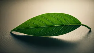 70+ Kgs Lighter: 3 Mindset Shifts for Unbreakable Weight Loss Success