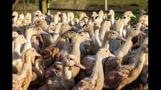 O que é o foie gras, alimento francês proibido pela nova lei brasileira