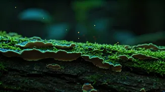 Bioluminescent Fungi Night Walks Take Over Nature Travel Feeds