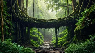 Root Bridges Make Meghalaya Feel Like Another World