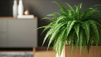 Boston Ferns Make Pet-Friendly Rooms Feel Softer