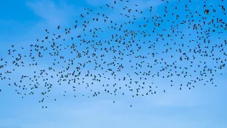 Report Urges Countries to Protect Shared Routes Used by Migratory Birds