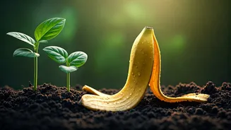 Unlock Your Garden's Potential: Amazing Ways to Use Banana Peels for Healthy Plants