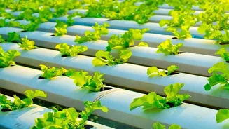 How To Setup Micro-Green Windowsill Trays For Optimum Sunlight Absorption And Rapid Crop Growth