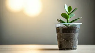 Propagating Jade In Recycled Cups Is The Ultimate Green Trend