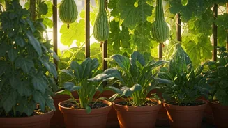 June Gardening Guide: Grow Spinach, Okra And Gourds On Your Balcony