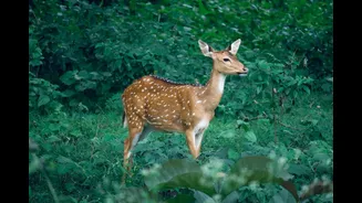 Wildlife Sanctuaries In India To Visit This Monsoon: Curated Nature Escapes For 2026 Travellers
