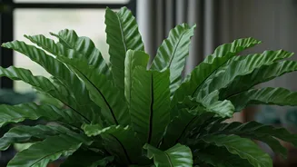 Bird's Nest Ferns Add Texture Without Pet Panic