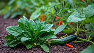 Simple Vegetables That Love Monsoon Weather