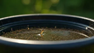 Mosquitoes Love Standing Water—Remove It Now