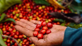 How Coorg Coffee Estates Are Adapting To Host Off Season Slow Travellers During Rainy Monsoon Season