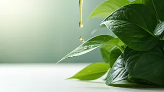 Protect Indoor Foliage Plants From Humidity Via Neem Oil