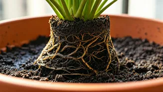 Waterlogged Roots Can Ruin Pretty Balcony Gardens