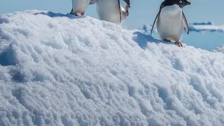 Antarctic sea ice hits record low