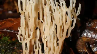 Monsoon Mould: How Humidity Creates A Home Problem
