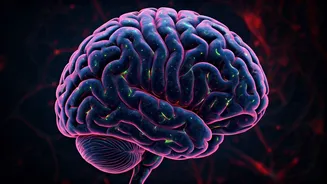 Unlocking Brain Secrets: From Formation to Function