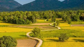 India's Three Growing Seasons: Kharif Timing and Rabi Timing Matter More than Random Seed Shopping