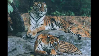 Why Do National Parks In India Shut Down Safaris During Monsoon?