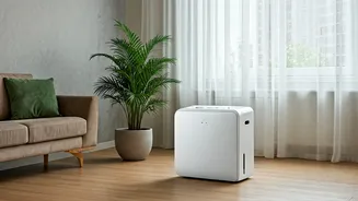 Damp Homes Need A Practical July Reset